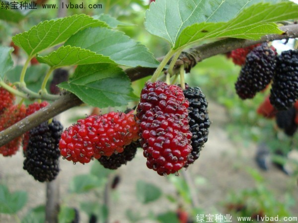 桑樹<a href='http://www.njszjj.com/' target='_blank'>種子</a>