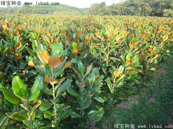 廣<a href='http://www.njszjj.com/linmuzhongzi/1813.html' target='_blank'>玉蘭種子</a>