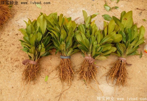 <a href='http://www.njszjj.com/linmuzhongzi/1770.html' target='_blank'>廣玉蘭種子</a>