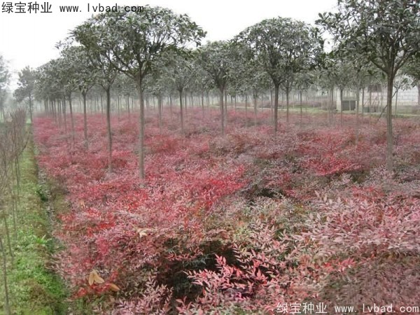 <a href='http://www.njszjj.com/linmuzhongzi/1772.html' target='_blank'>南天竹種子</a>