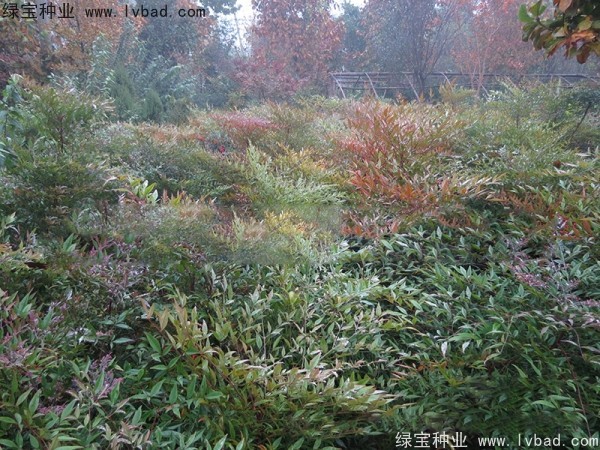 <a href='http://www.njszjj.com/linmuzhongzi/1772.html' target='_blank'>南天竹種子</a>