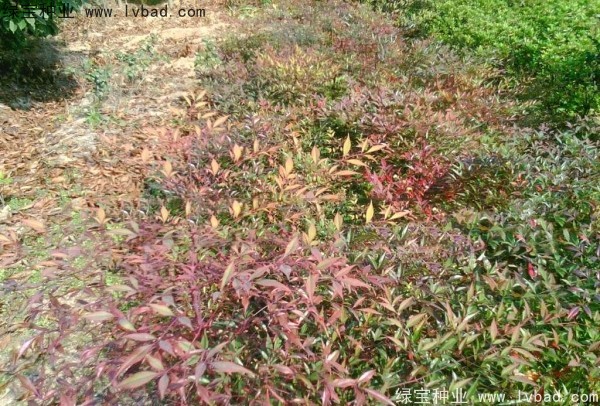 <a href='http://www.njszjj.com/linmuzhongzi/1772.html' target='_blank'>南天竹種子</a>