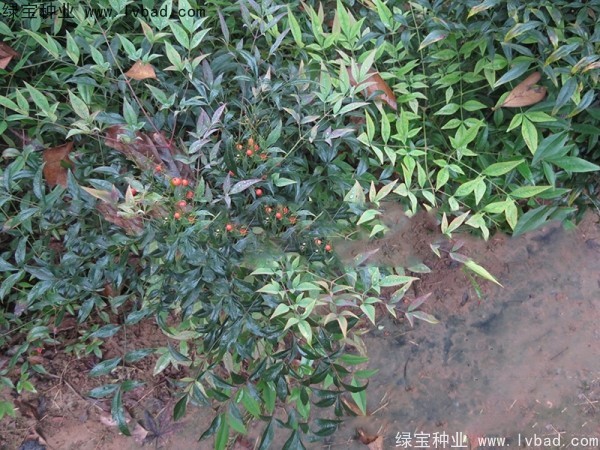 南天竹<a href='http://www.njszjj.com/' target='_blank'>種子</a>
