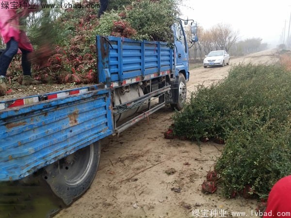 <a href='http://www.njszjj.com/linmuzhongzi/1773.html' target='_blank'>火棘種子</a>