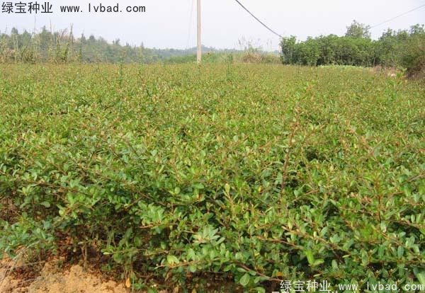 <a href='http://www.njszjj.com/linmuzhongzi/1773.html' target='_blank'>火棘</a><a href='http://www.njszjj.com/' target='_blank'>種子</a>