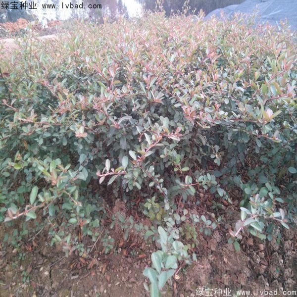 <a href='http://www.njszjj.com/linmuzhongzi/1773.html' target='_blank'>火棘種子</a>