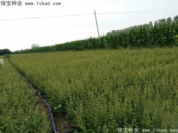 火棘<a href='http://www.njszjj.com/' target='_blank'>種子</a>