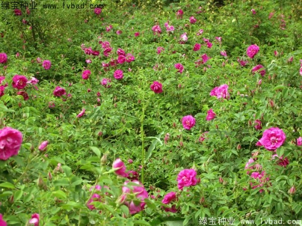 <a href='http://www.njszjj.com/linmuzhongzi/1774.html' target='_blank'>紅刺梅種子</a>