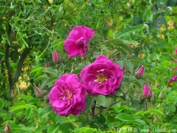 <a href='http://www.njszjj.com/linmuzhongzi/1774.html' target='_blank'>紅刺梅種子</a>