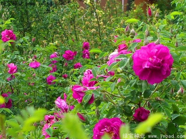 <a href='http://www.njszjj.com/linmuzhongzi/1774.html' target='_blank'>紅刺梅種子</a>