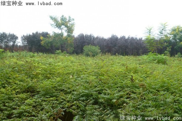 <a href='http://www.njszjj.com/linmuzhongzi/1775.html' target='_blank'>珍珠梅種子</a>