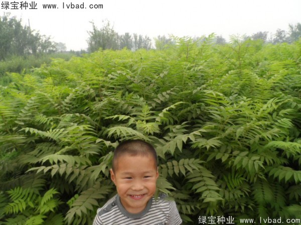 <a href='http://www.njszjj.com/linmuzhongzi/1775.html' target='_blank'>珍珠梅</a><a href='http://www.njszjj.com/' target='_blank'>種子</a>