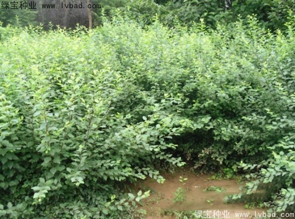 珍珠梅<a href='http://www.njszjj.com/' target='_blank'>種子</a>