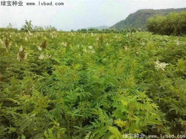 <a href='http://www.njszjj.com/linmuzhongzi/1775.html' target='_blank'>珍珠梅種子</a>