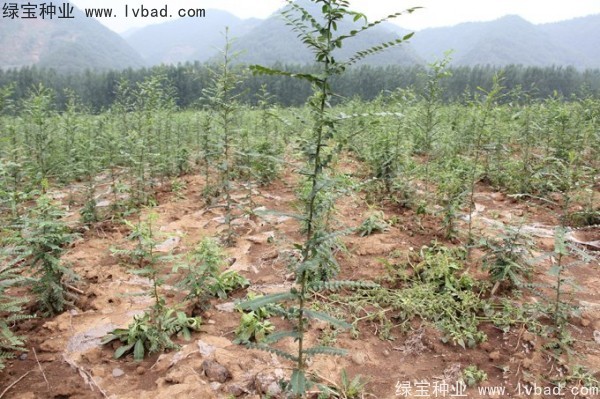 <a href='http://www.njszjj.com/linmuzhongzi/1776.html' target='_blank'>皂角種子</a>
