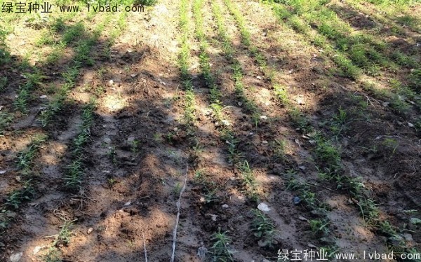 <a href='http://www.njszjj.com/linmuzhongzi/1776.html' target='_blank'>皂角種子</a>