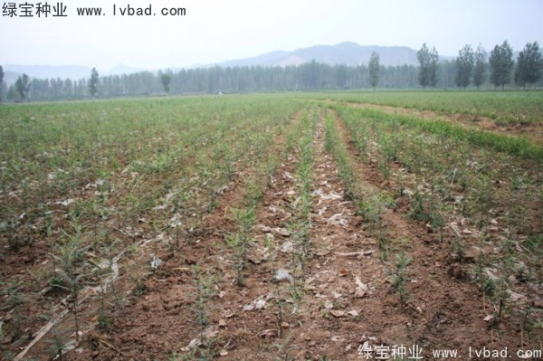 <a href='http://www.njszjj.com/linmuzhongzi/1776.html' target='_blank'>皂角</a><a href='http://www.njszjj.com/' target='_blank'>種子</a>