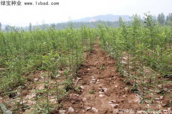 <a href='http://www.njszjj.com/linmuzhongzi/1776.html' target='_blank'>皂角</a><a href='http://www.njszjj.com/' target='_blank'>種子</a>