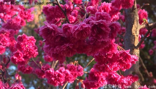 櫻花<a href='http://www.njszjj.com/' target='_blank'>種子</a>