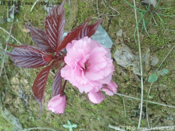 <a href='http://www.njszjj.com/linmuzhongzi/1777.html' target='_blank'>櫻花種子</a>