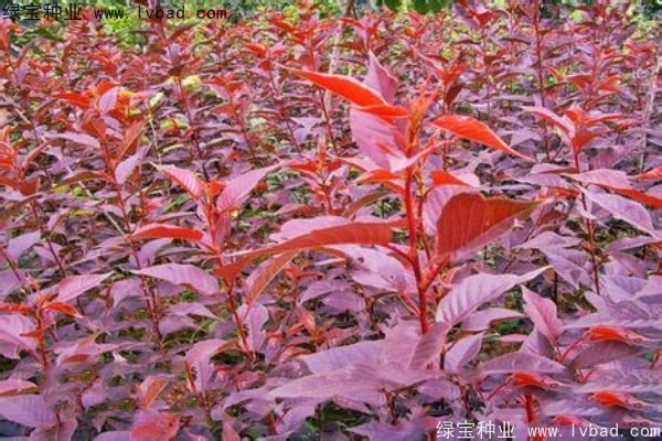 <a href='http://www.njszjj.com/linmuzhongzi/1777.html' target='_blank'>櫻花種子</a>