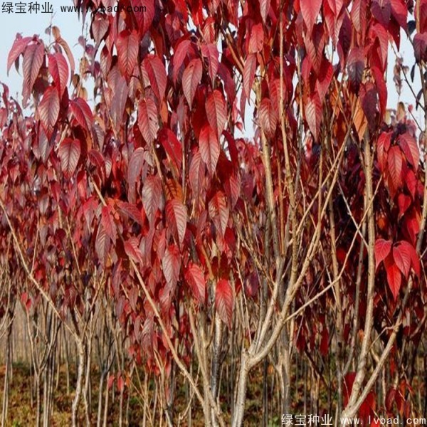 櫻花<a href='http://www.njszjj.com/' target='_blank'>種子</a>
