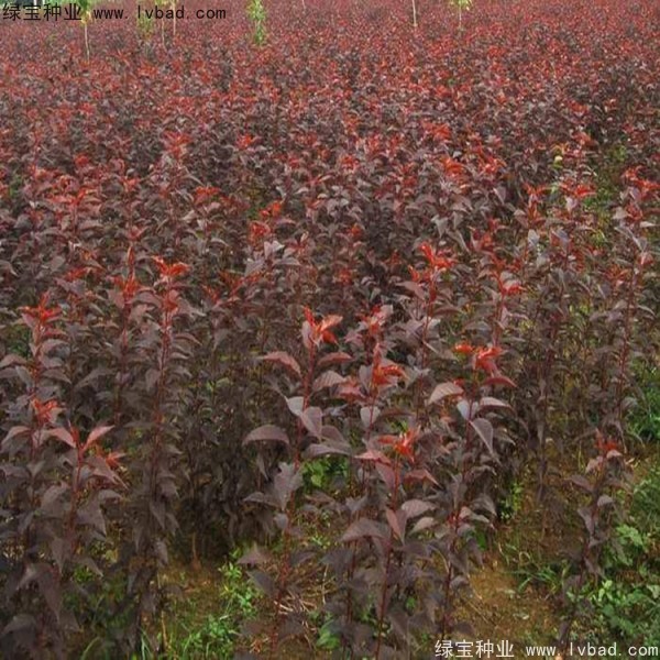 <a href='http://www.njszjj.com/linmuzhongzi/1777.html' target='_blank'>櫻花種子</a>