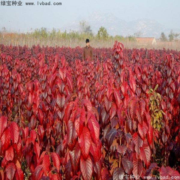 櫻花<a href='http://www.njszjj.com/' target='_blank'>種子</a>
