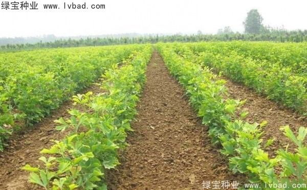 <a href='http://www.njszjj.com/linmuzhongzi/1778.html' target='_blank'>銀杏種子</a>