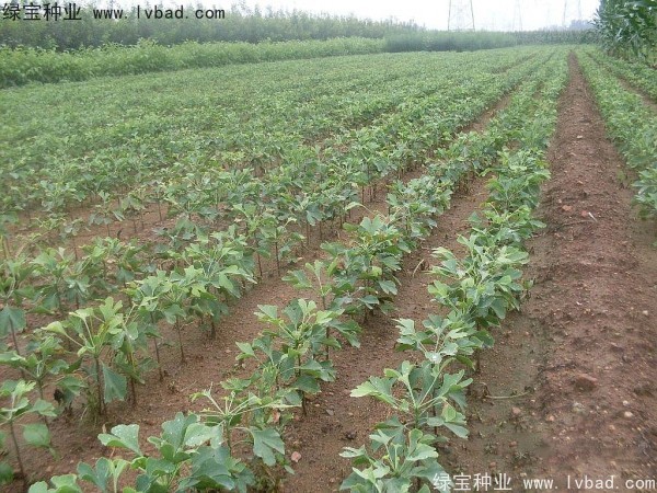 銀杏<a href='http://www.njszjj.com/' target='_blank'>種子</a>