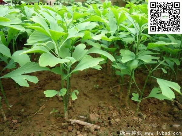 <a href='http://www.njszjj.com/linmuzhongzi/1778.html' target='_blank'>銀杏種子</a>
