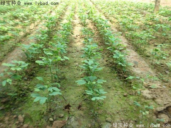 <a href='http://www.njszjj.com/linmuzhongzi/1778.html' target='_blank'>銀杏種子</a>