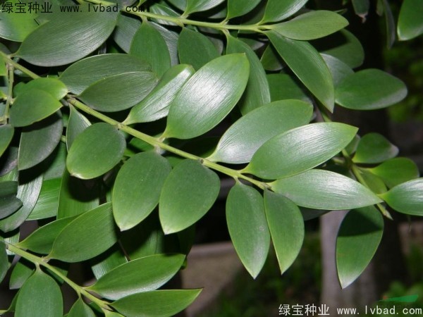 <a href='http://www.njszjj.com/linmuzhongzi/1779.html' target='_blank'>竹柏種子</a>