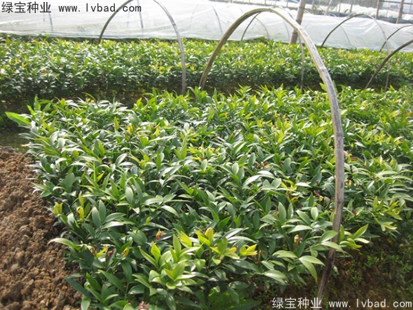 <a href='http://www.njszjj.com/linmuzhongzi/1779.html' target='_blank'>竹柏種子</a>