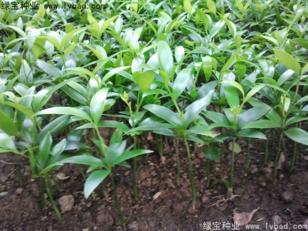 竹柏<a href='http://www.njszjj.com/' target='_blank'>種子</a>