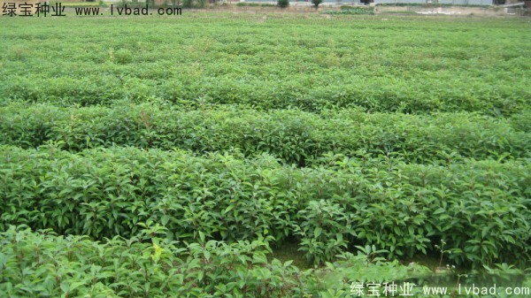 香樟樹<a href='http://www.njszjj.com/' target='_blank'>種子</a>