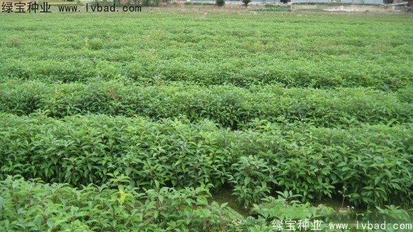 香樟樹<a href='http://www.njszjj.com/' target='_blank'>種子</a>
