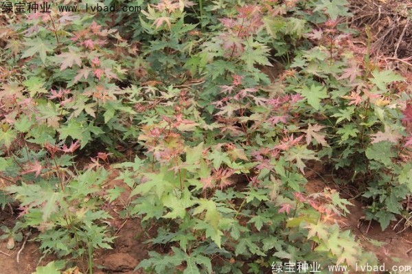 <a href='http://www.njszjj.com/linmuzhongzi/1781.html' target='_blank'>五角楓種子</a>