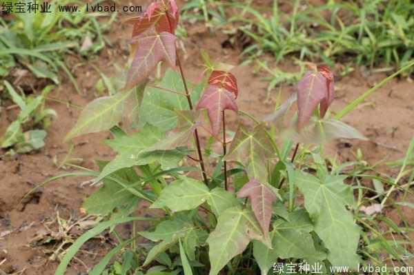 <a href='http://www.njszjj.com/linmuzhongzi/1781.html' target='_blank'>五角楓種子</a>