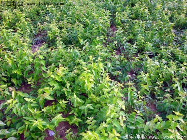 <a href='http://www.njszjj.com/linmuzhongzi/1782.html' target='_blank'>金銀木種子</a>