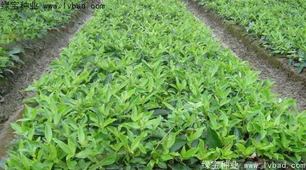 金銀木<a href='http://www.njszjj.com/' target='_blank'>種子</a>