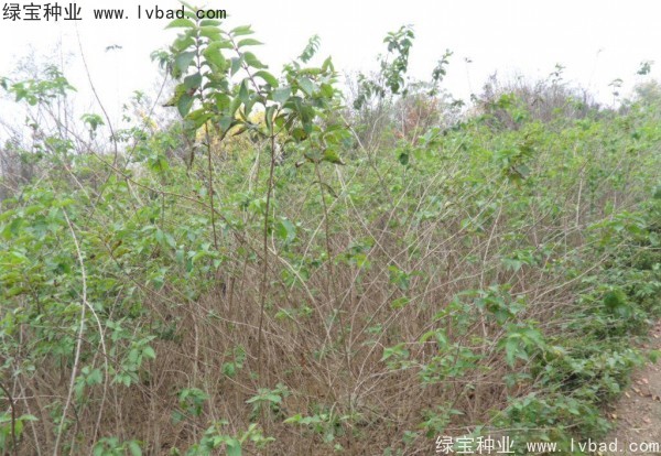 <a href='http://www.njszjj.com/linmuzhongzi/1782.html' target='_blank'>金銀木種子</a>
