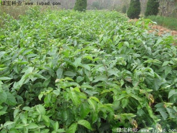 金銀木<a href='http://www.njszjj.com/' target='_blank'>種子</a>