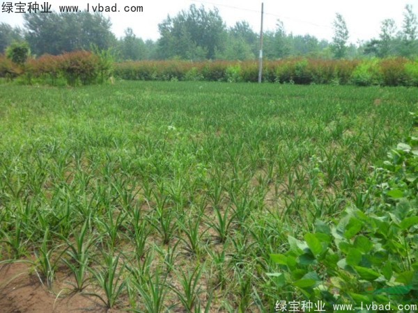 劍麻<a href='http://www.njszjj.com/' target='_blank'>種子</a>