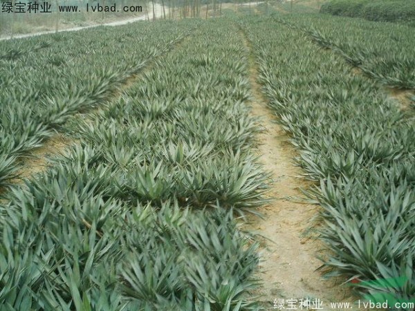 <a href='http://www.njszjj.com/linmuzhongzi/1783.html' target='_blank'>劍麻種子</a>