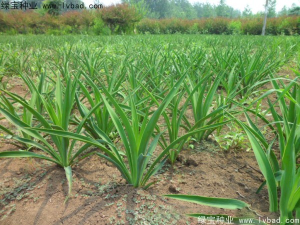 <a href='http://www.njszjj.com/linmuzhongzi/1783.html' target='_blank'>劍麻種子</a>