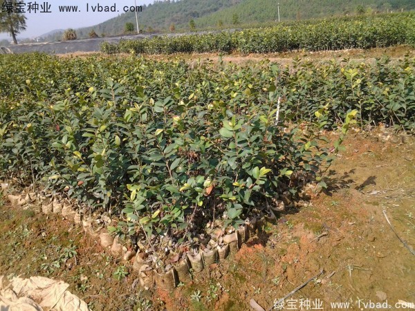 紅花<a href='http://www.njszjj.com/linmuzhongzi/2252.html' target='_blank'>油茶種子</a>