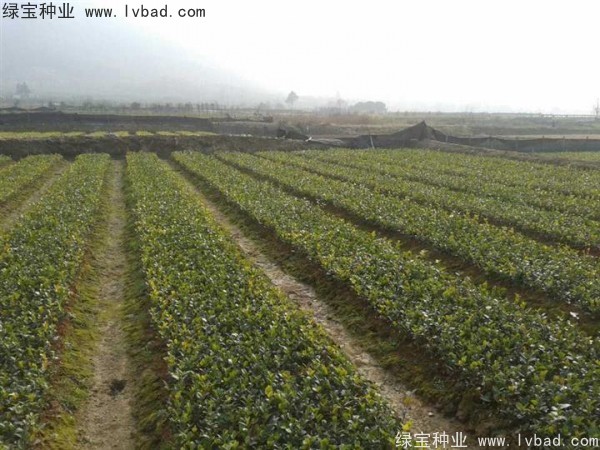 <a href='http://www.njszjj.com/linmuzhongzi/1784.html' target='_blank'>紅花油茶種子</a>