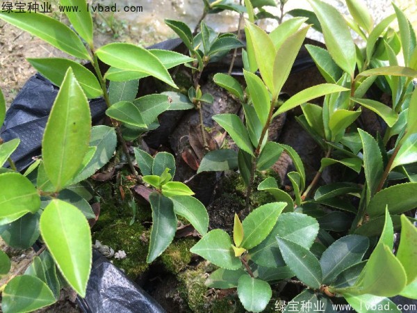 <a href='http://www.njszjj.com/linmuzhongzi/1784.html' target='_blank'>紅花油茶種子</a>