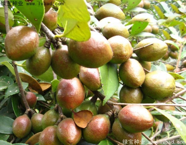 <a href='http://www.njszjj.com/linmuzhongzi/1784.html' target='_blank'>紅花油茶</a><a href='http://www.njszjj.com/' target='_blank'>種子</a>